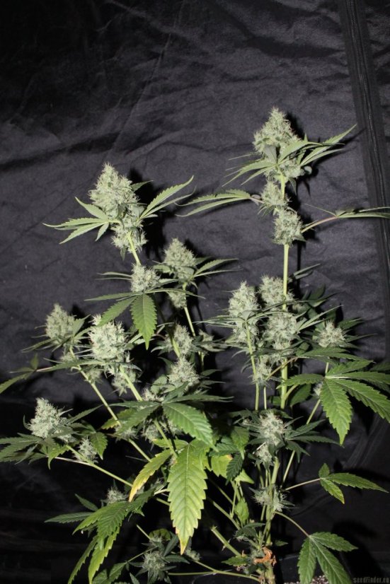 Northern Lights N.5 x Haze 10 ks štandardizované feminizované semená Sensi Seeds