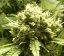 Jack Flash 10 ks štandardizované feminizované semená Sensi Seeds