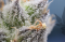 White Widow