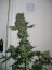 Jack Flash N.5 10 ks feminizované semená Sensi Seeds