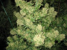 Early Skunk Haze 18 sztuk znormalizowanych nasion Miło