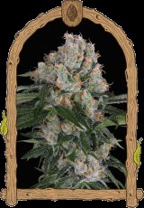 Artic Flurry - feminizovaná semena, 3 ks, Exotic Seed