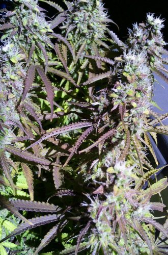 Northern Light Automatic - feminized And autoflowering seeds 10 pcs Royal Queen Seeds