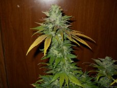 TNT Kush - feminized seeds 6 pcs Eva Seeds