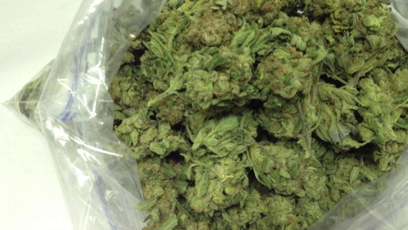 707 Headband - feminizovaná semienka 3ks Humboldt