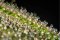Trichomes - How do they affect cannabis vaporization?
