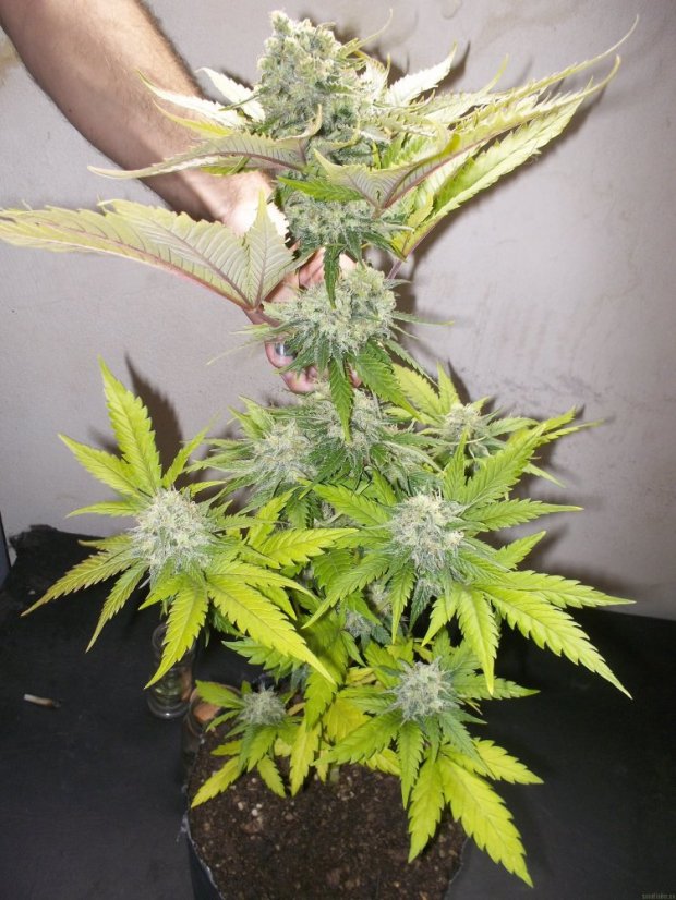 Atomical Haze - feminizovaná semínka 3 ks Paradise Seeds