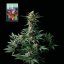 L.A. Peyote Kush - feminizované semienka konope 5 ks, Seedsman