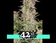 Bruce Banner Auto - semillas de marihuana autoflorecientes 5 uds Fast Buds