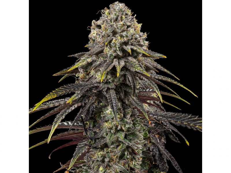 Dynamite Diesel - feminizovaná 5ks Royal Queen Seeds x Mike Tyson