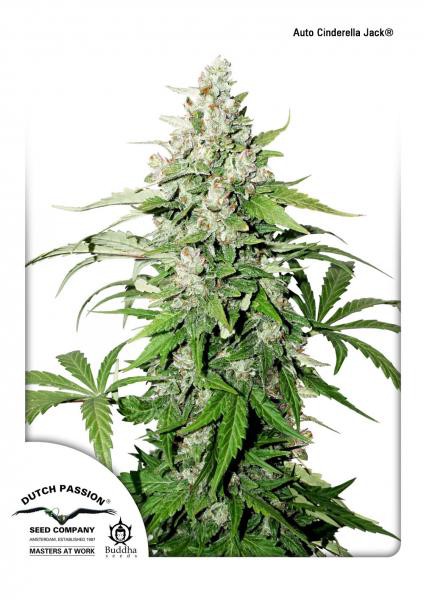 Auto Cinderella Jack® - fem. a samonakvétacie semienka 3 ks Dutch Passion
