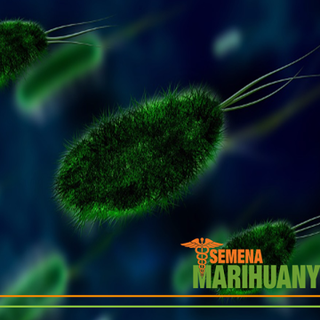 Intestinal Microflora and Endocannabinoid System