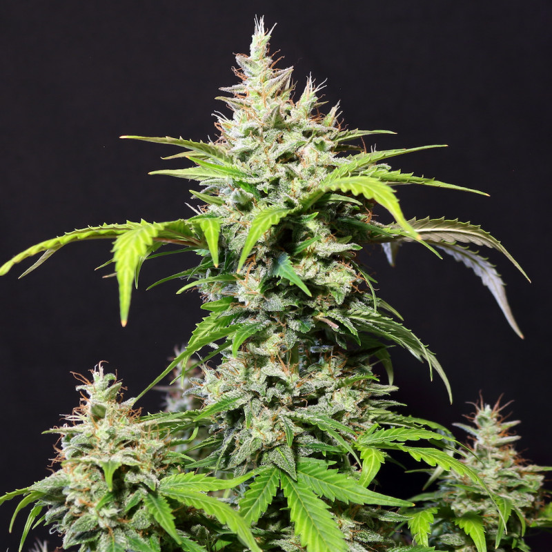 DC Cure 1:1 - autoflowering seeds 5 pcs, Doctor's Choice