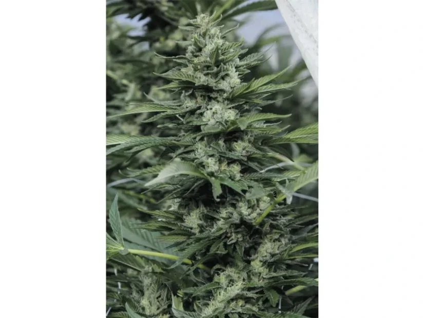 Humboldt Sour Diesel Feminizované Semená - 5