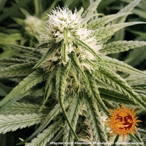 Peyote Critical - feminizované semena marihuany 3 ks Barney´s Farm