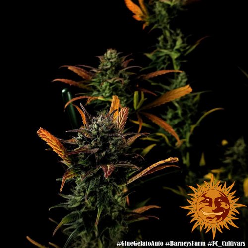Glue Gelato Auto - automatycznie kwitnące nasiona marihuany 3 szt. Barney´s Farm