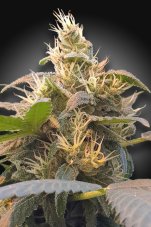 CBDenergy -  feminizovaná semienka 10ks Paradise Seeds