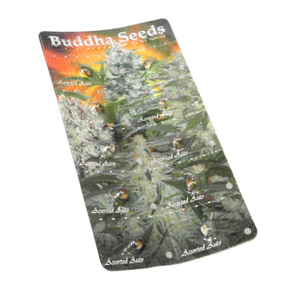 Buddha Assorted Auto -  samonakvétací semena 10 ks Buddha Seeds