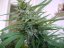 Black Jack – feminizovaná semínka 10 ks Sweet Seeds
