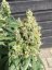 AK420 samonakvétací semena 3 ks Seedstockers
