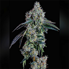 Ethos Genetics Ballers Game Feminized Seeds