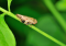 Hemp and Chrysomelidae: How to Protect Hemp from These Pests?