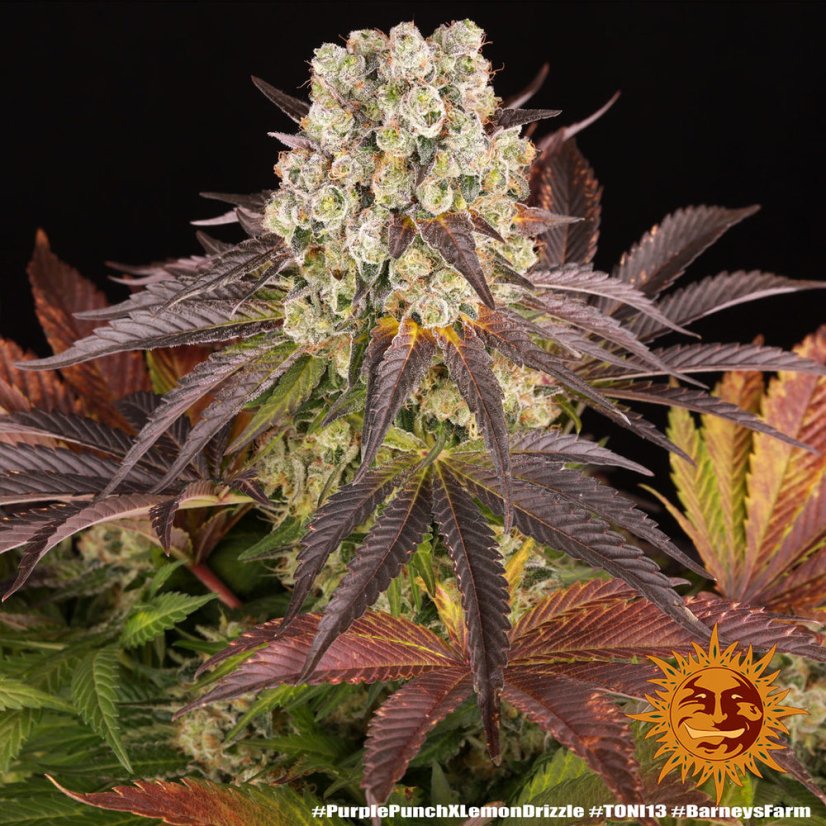 Purple Punch x Lemon Drizzle - feminizovaná semena, 3 ks, Barneys Farm