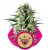 Special Kush nr 1 - 10 feminizowanych nasion Royal Queen Seeds