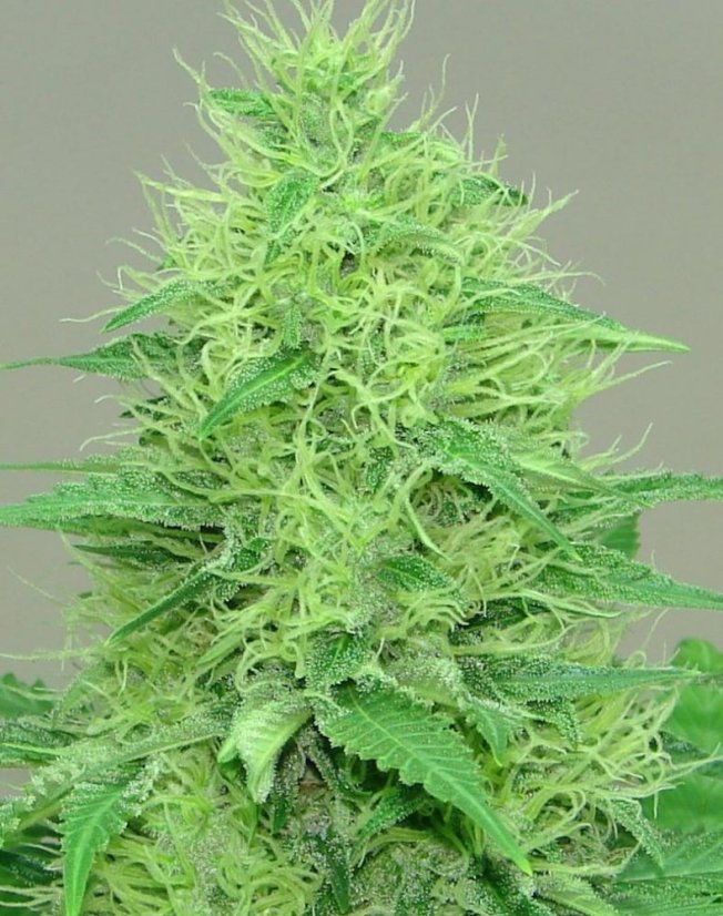 Ice Cool - Nasiona feminizowane 3 szt. Sweet Seeds