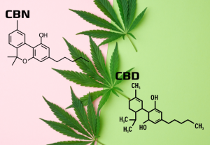 CBD vs CBN: Differenze e Proprietà dei Cannabinoidi