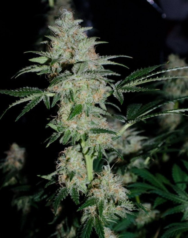 White Widow - feminizovaná semínka 5 ks Dutch Passion