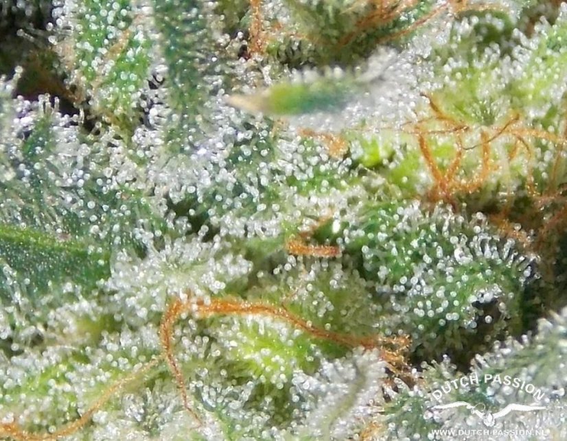 AutoWhite Widow® - autoflowering Seeds 7 pcs Dutch Passion