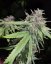 707 Headband - feminizovaná semienka 3ks Humboldt