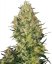 Shiva Skunk 5 ks feminizované semená Sensi Seeds
