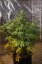 Sweet Trainwreck Auto - feminizované a autoflowering semienka 3ks Sweet Seeds