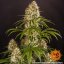 Strawberry Lemonade - feminized marijuana seeds 5 pcs Barney´s Farm