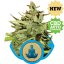 Stress Killer Automatic - samokvitnúce semienka 3 ks Royal Queen Seeds