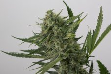 OG Kush Auto - fem. a samonakvétací semínka 5ks Humboldt
