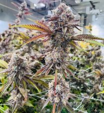 Paradise Seeds x Compound Genetics Marshmelow OG, feminized seeds 10 pcs