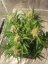 Cream Caramel Auto – samokvitnúce semená 10 ks Sweet Seeds