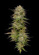 Humboldt Seed Company Golden Sands Feminized Seeds