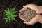 Clones vs. Seeds: What's Better for Growing Cannabis?
