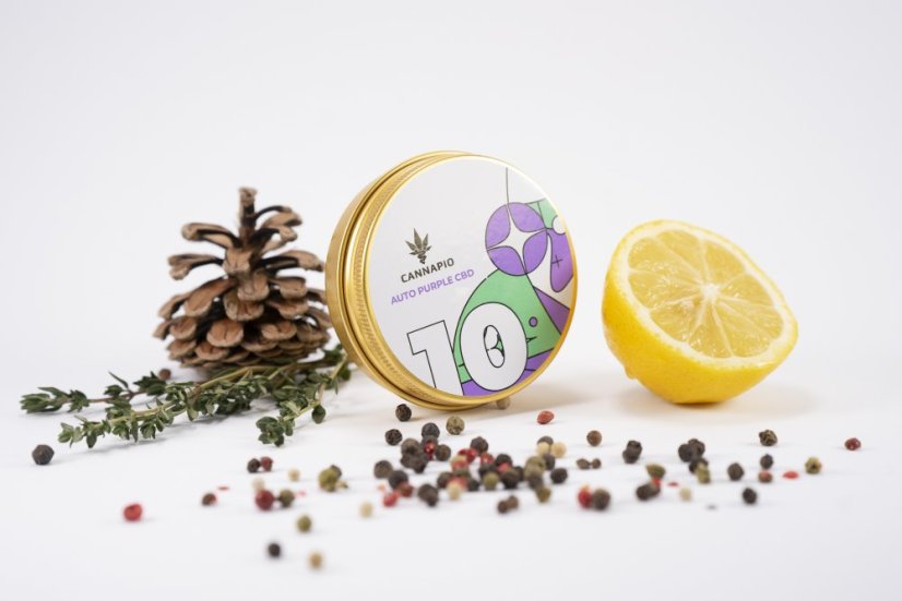 Auto Purple CBD - selbstblühende Samen Cannapio Premium 10 Stk