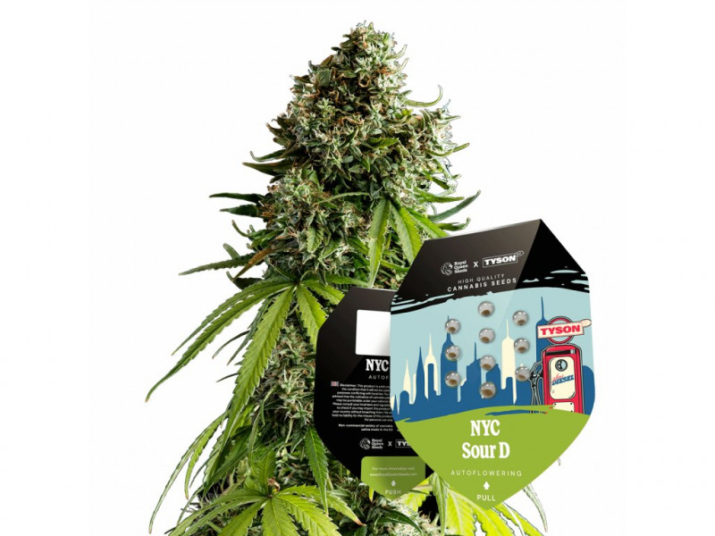 NYC Sour D - autoflowering 5Stck - Royal Queen Seeds x Mike Tyson