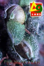 Delta 9 Labs Merkabah regulérní semena