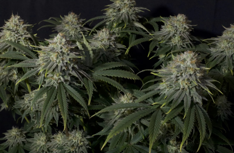 Gorilla Cookies FF - feminizowane nasiona marihuany 3 szt Fast Buds