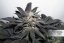 Bubba Island Kush® - feminizovaná semínka 5 ks Dutch Passion