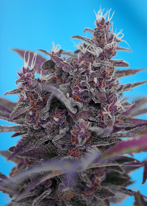 Black Cream Auto - feminisierte und selbstblühende Samen 5 Stück Sweet Seeds