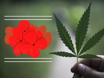 Geraniolo: Il Terpene della Cannabis con Profumo Floreale