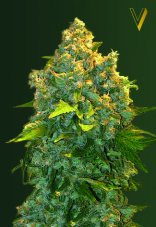 Victory Seeds Chronic Monster XXL Auto feminizovaná semena